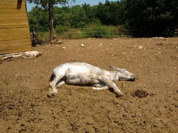 Portrait de Flamenco