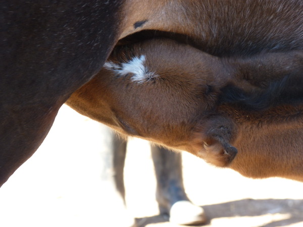 Portrait de Bambou
