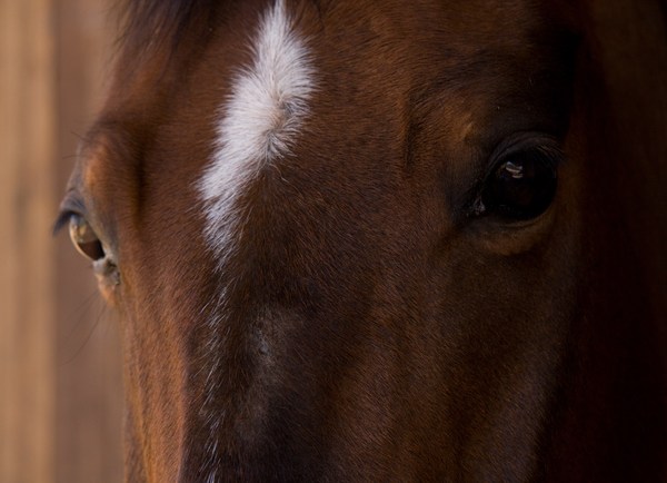 Portrait de Chonchon