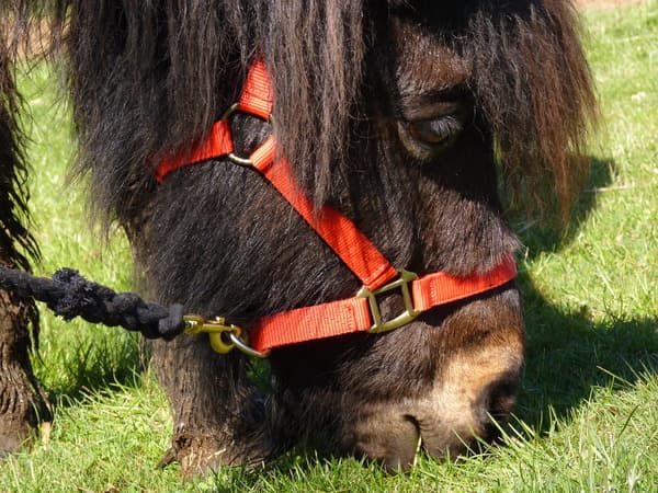 Portrait de Paquerette