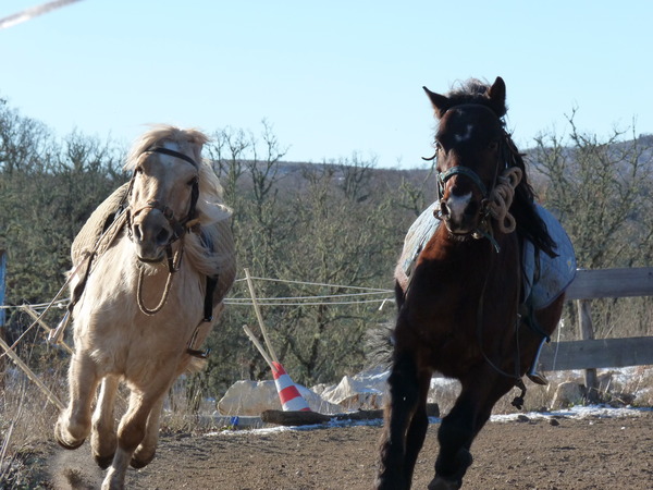 Vie d'écurie à Fort Apache
